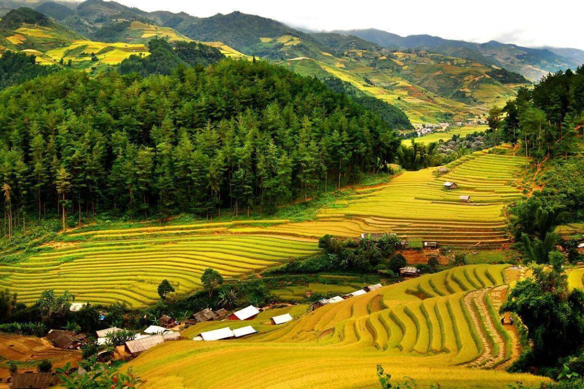 Golden rice terraces glowing under the sun in Kho Muong during harvest season